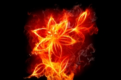 Flower_Fire_Wallpaper