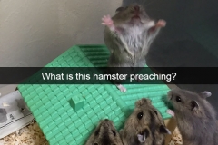 animal-snapchats-27-587f67290ee78__700