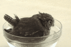 baby-owl-bath