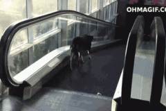 confused-dog-on-escalator