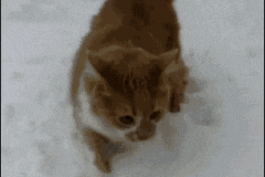 oNaR1O5MTT6BeeCdNuKH_Dog Smashes Cat Snow