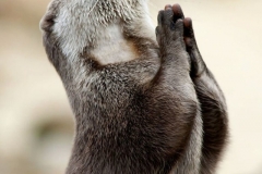 Feb. 09, 2012 - Birmingham, England, United Kingdom - This is the incredible photo of an otter seeking guidance by praying. This once in a lifetime snap was taken by Hertfordshire based photographer Marac Andrev Kolodzinski. Marac had to wait over two hours in the freezing cold before he captured the divine moment. .(Credit Image: © Marac Kolodzinski/Caters News/ZUMAPRESS.com)